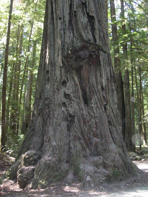Bolan Mt & Redwoods-147.JPG - Howland Hill Road